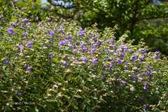 Nilgirianthus reticulatus